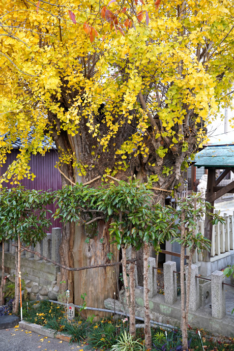 舟入中部神明社のイチョウ