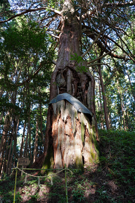 古宮の大ヒノキ