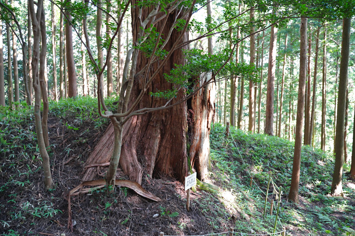 古宮の大ヒノキ