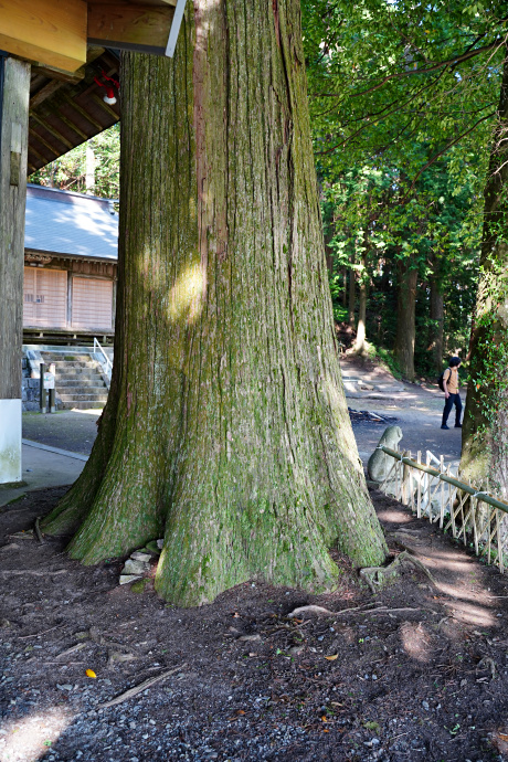 古宮白鳥神社のスギ（西）