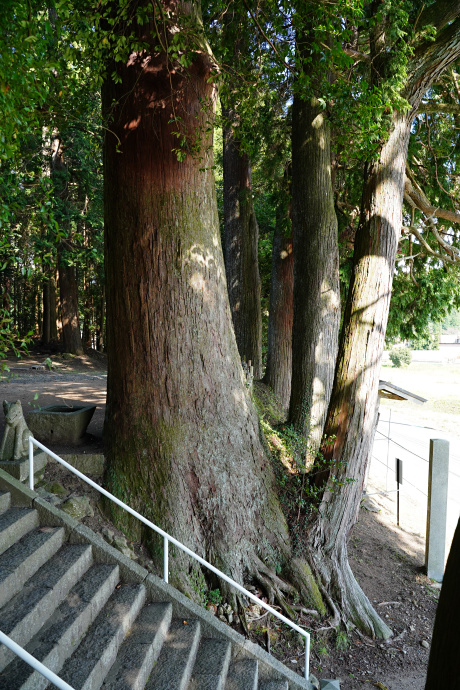 古宮白鳥神社のスギ（東）