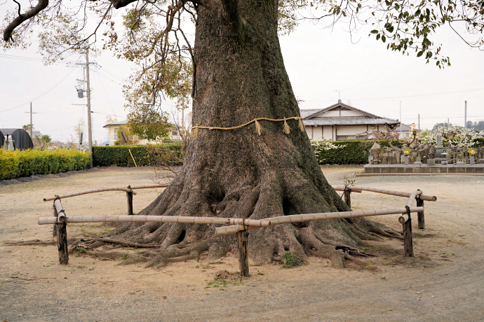 玉林寺のクス