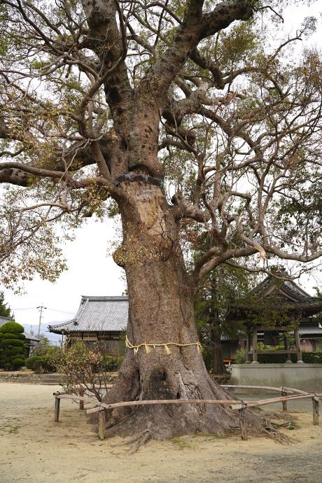 玉林寺のクス