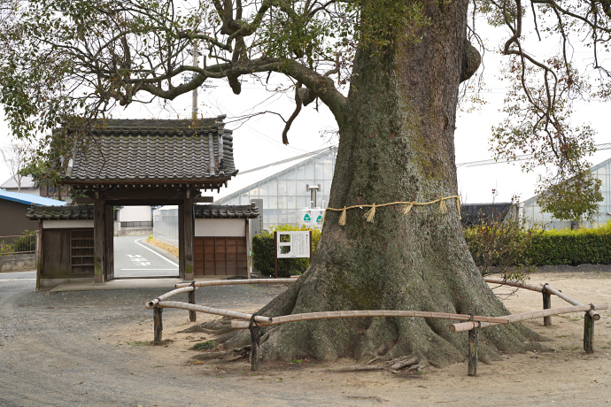 玉林寺のクス