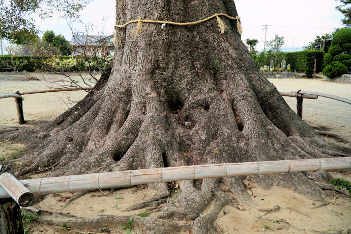 玉林寺のクス　根元