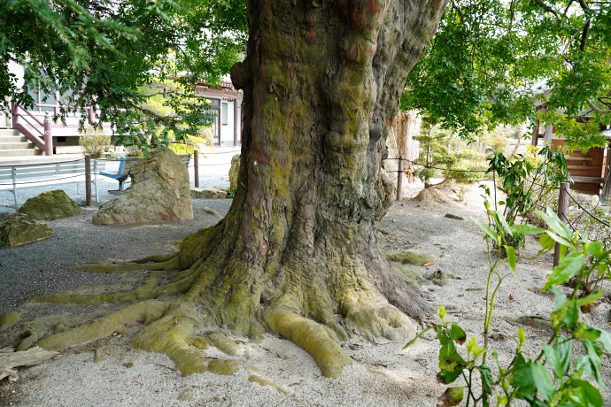 玉泉寺のナギ