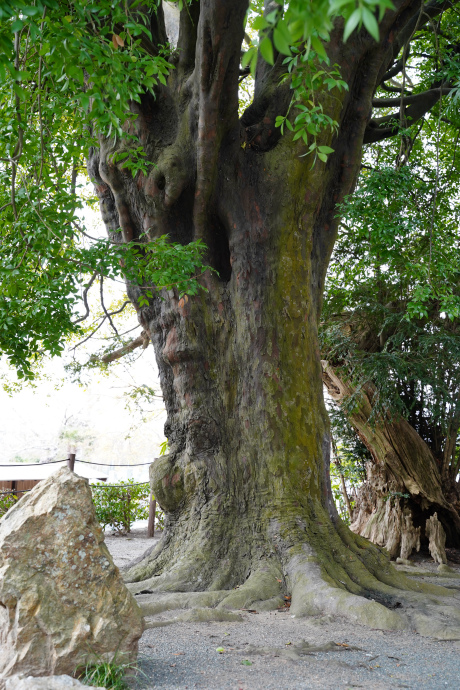 玉泉寺のナギ