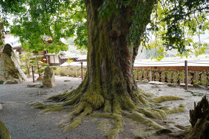 玉泉寺のナギ