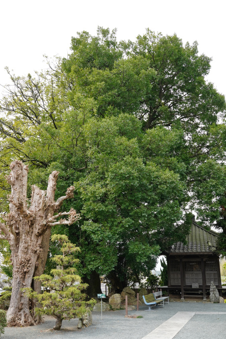 玉泉寺のナギ