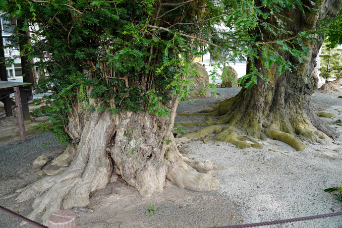 玉泉寺のカヤとナギ