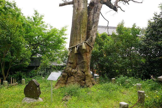 白山社のクロガネモチ