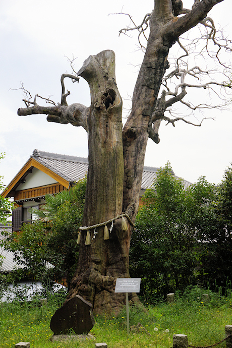 白山社のクロガネモチ