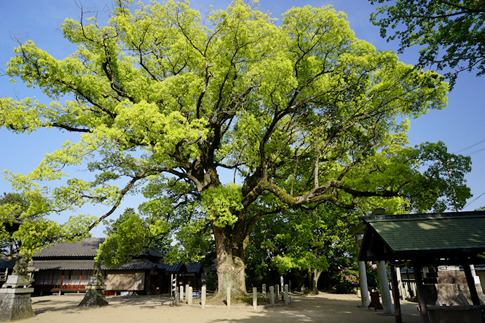 羽利神社の双幹大樟