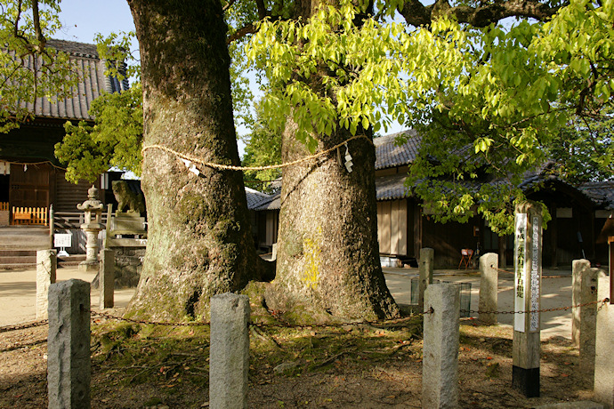 羽利神社の双幹大樟