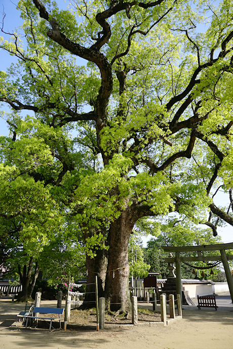 羽利神社の双幹大樟