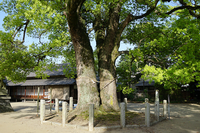 羽利神社の双幹大樟