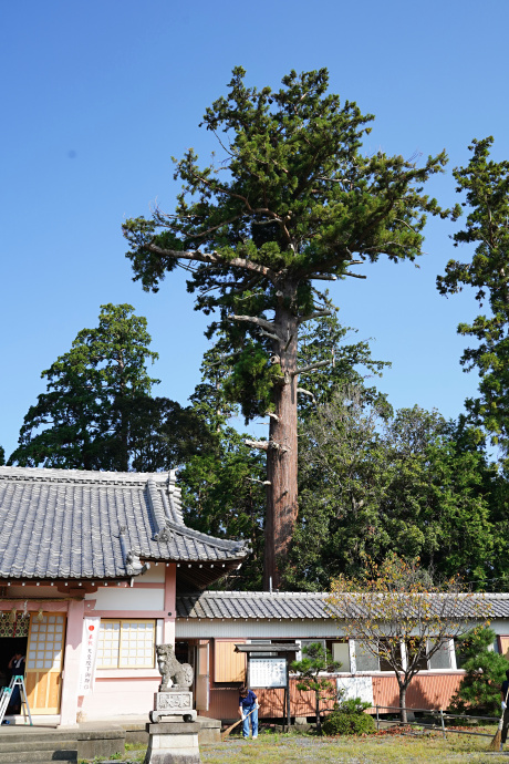 平井八幡神社の大スギ