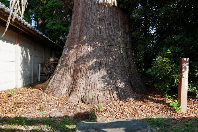 平井八幡神社の大スギ