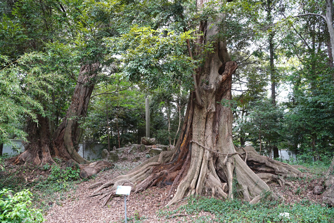 平川神明社のスダジイ