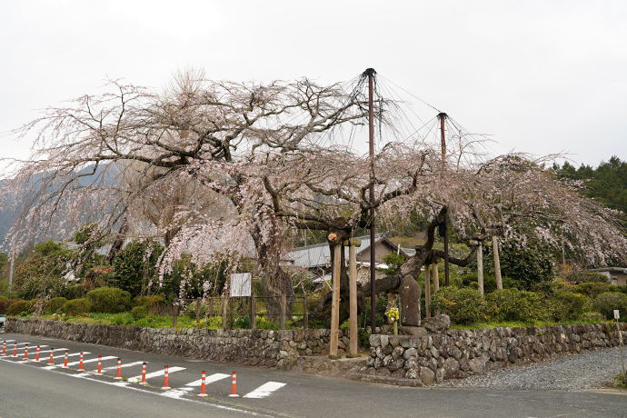 宝円寺のシダレザクラ