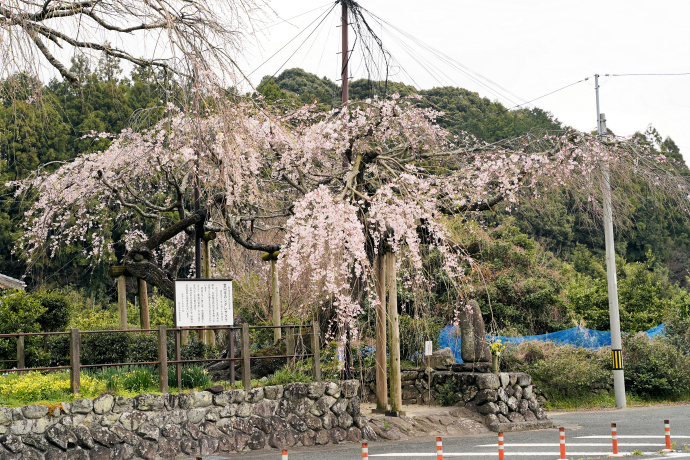 宝円寺のシダレザクラ