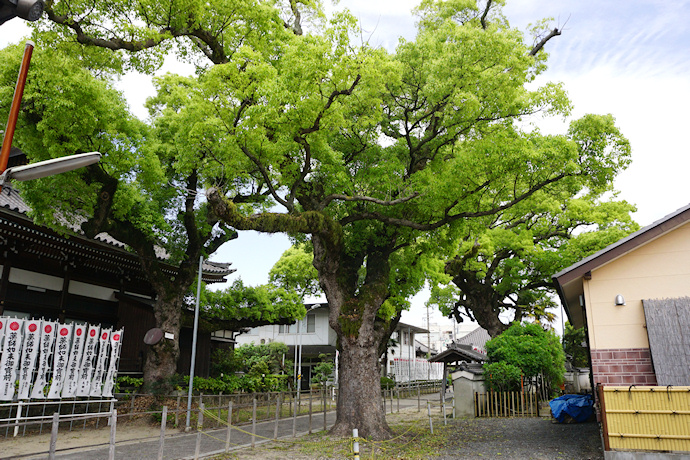 法海寺のクスノキ