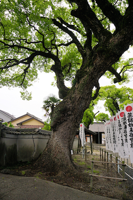 法海寺のクスノキ（12号）