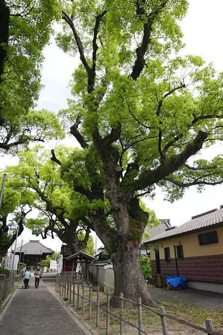 法海寺のクスノキ（保存樹木10号）