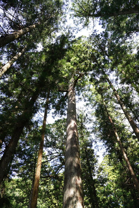 鳳来寺山の傘杉