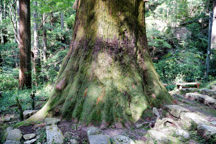 鳳来寺山の傘杉