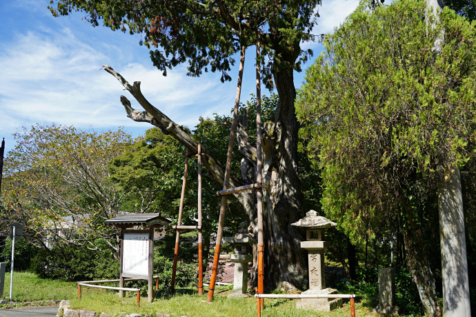 鳳来寺のネズの樹