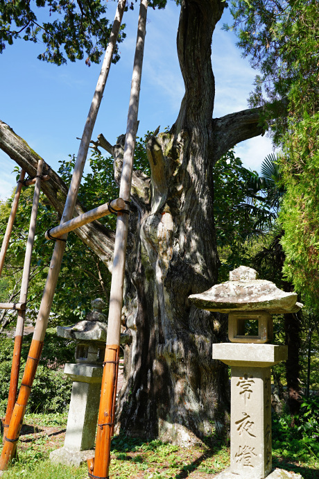 鳳来寺のネズの樹