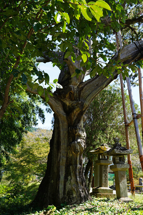 鳳来寺のネズの樹