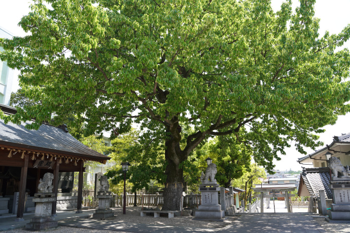 伊勝八幡宮のアベマキ