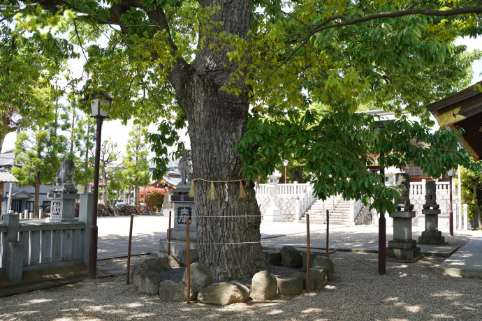 伊勝八幡宮のアベマキ