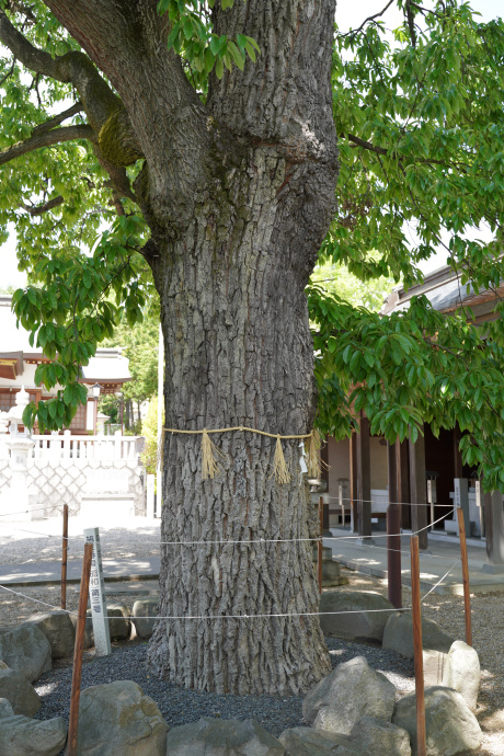 伊勝八幡宮のアベマキ