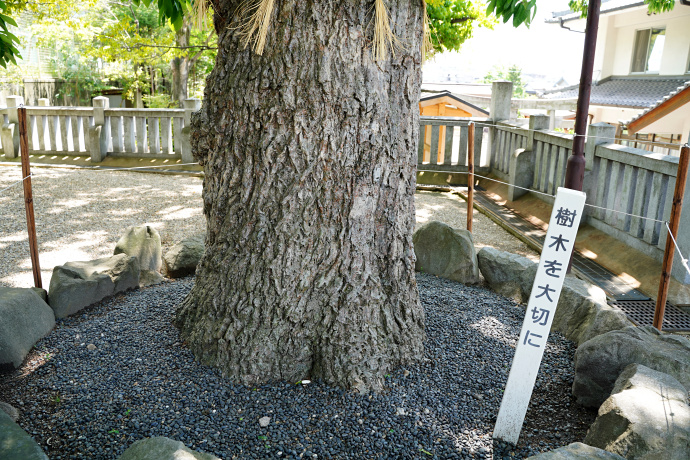 伊勝八幡宮のアベマキ