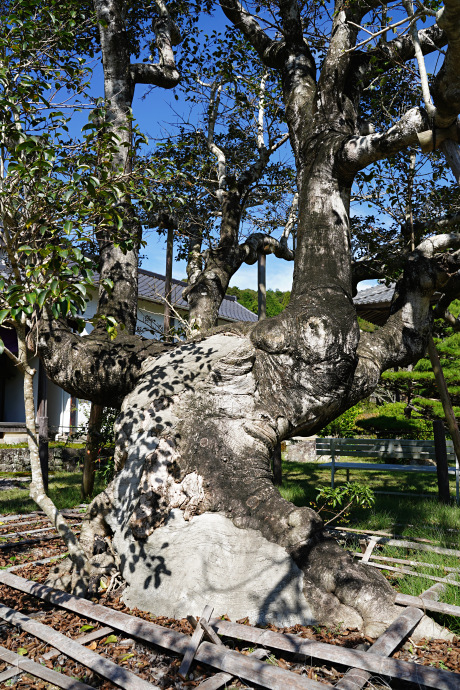 医王寺のクロガネモチ