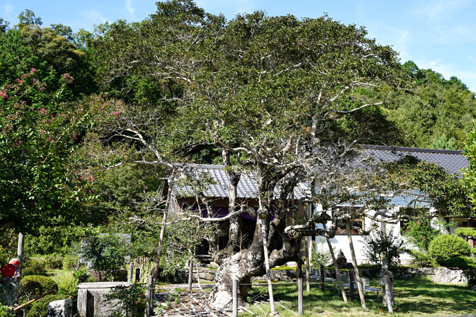 医王寺のクロガネモチ