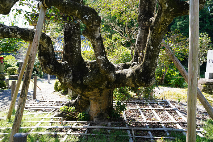 医王寺のクロガネモチ