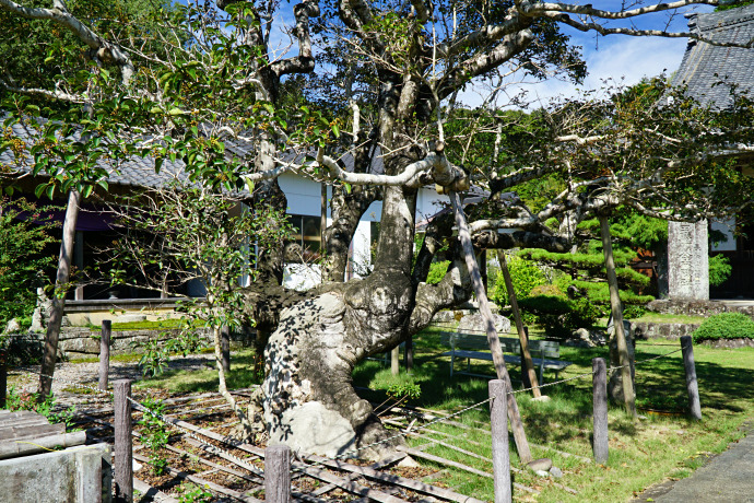 医王寺のクロガネモチ