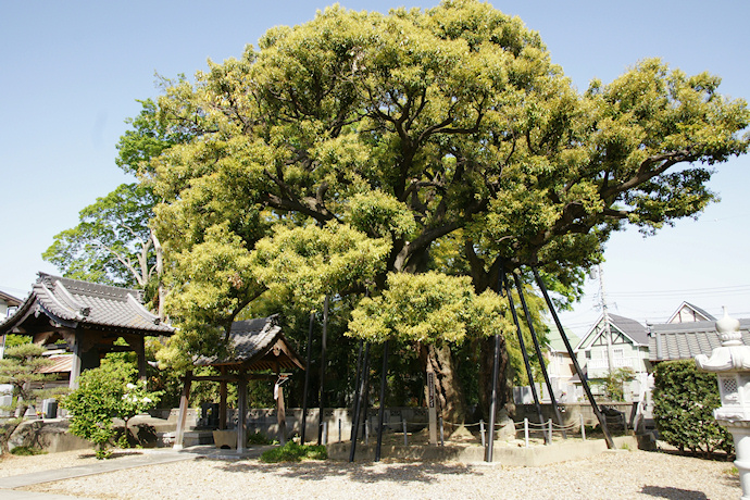 乗蓮寺のスダジイ