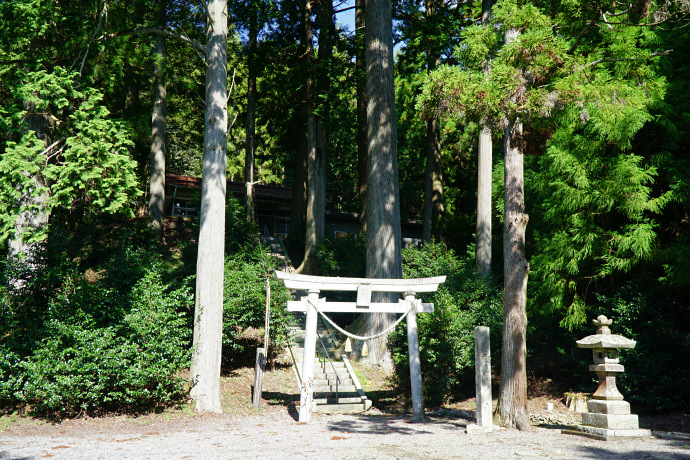 鴨ヶ谷白鳥神社のスギ