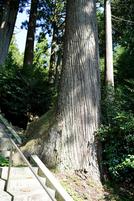 鴨ヶ谷白鳥神社のスギ