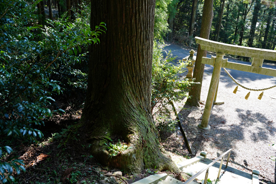 鴨ヶ谷白鳥神社のスギ