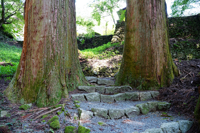 甘泉寺のスギ