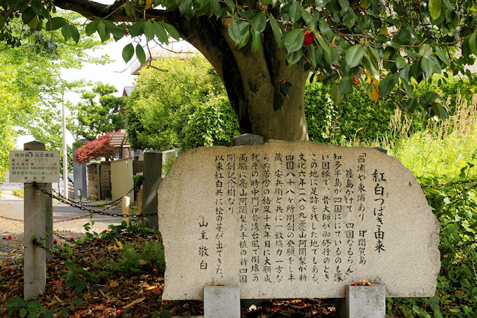 観福寺の紅白つばき由来