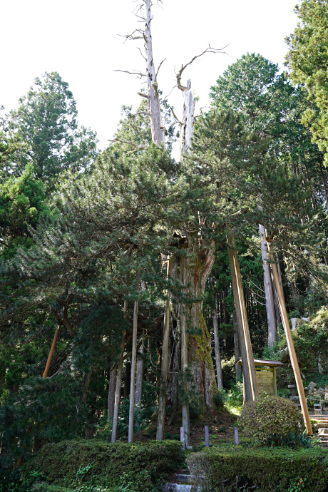 甘泉寺のコウヤマキ