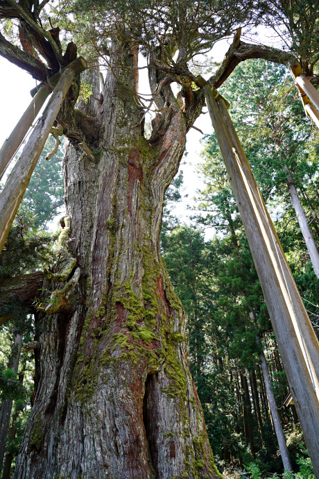 甘泉寺のコウヤマキ