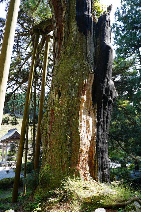 甘泉寺のコウヤマキ